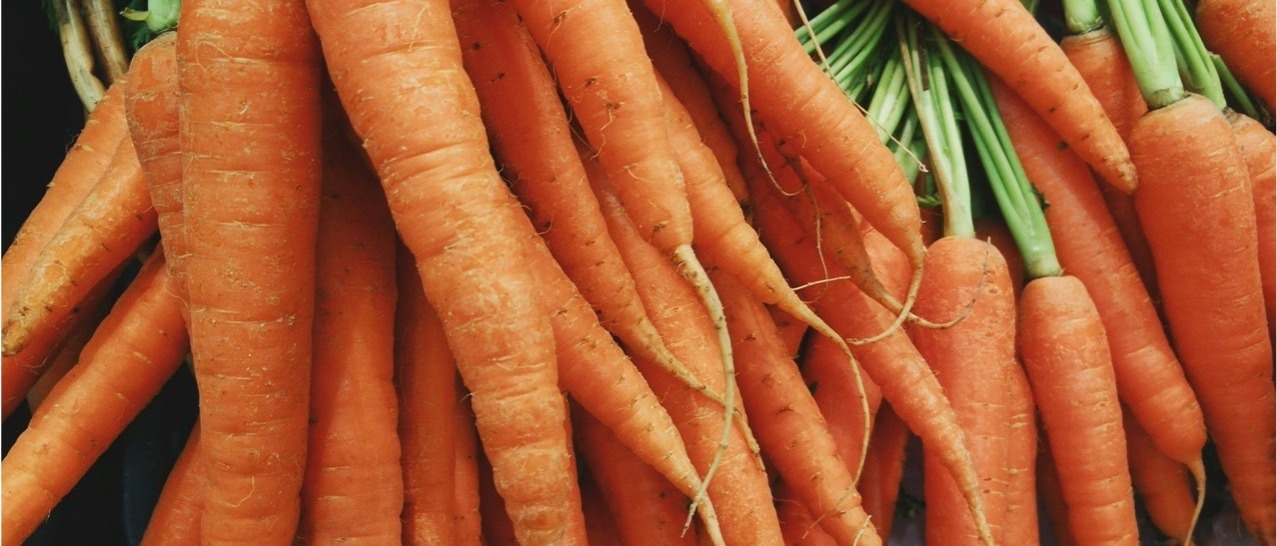 Orange carrots with green, leafy tops.