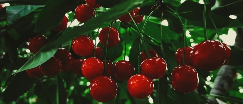 Cherries growing on a tree.