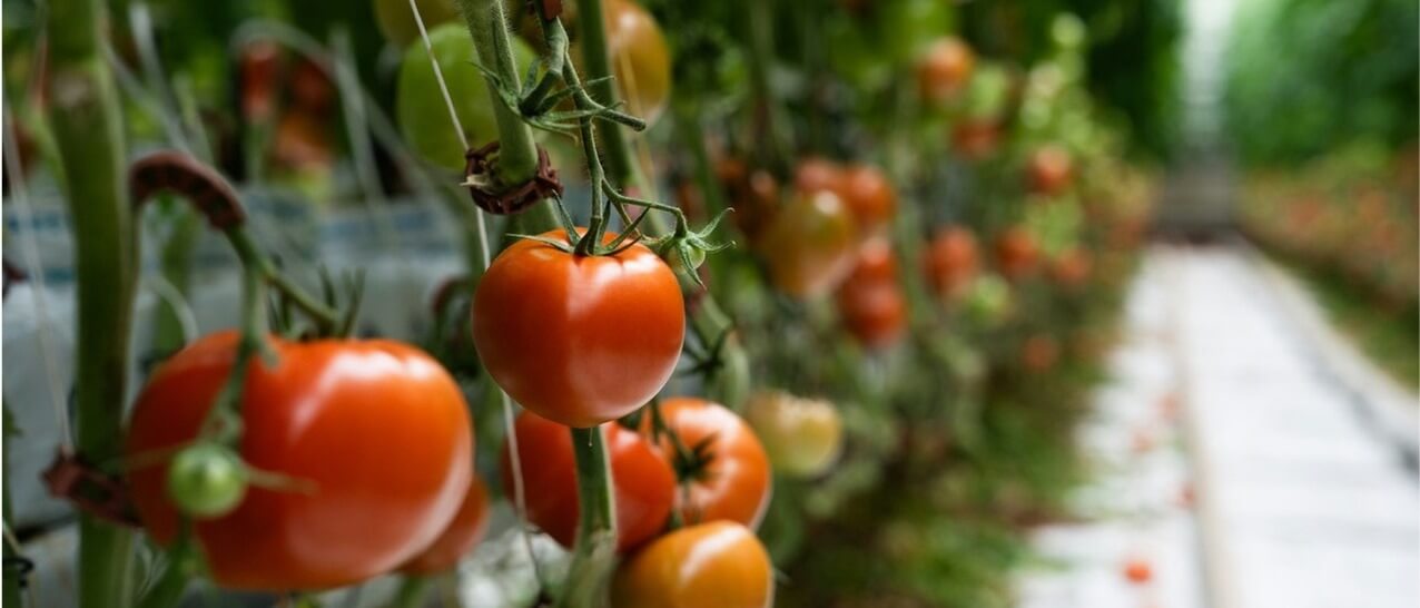 Tomatoes growing on the vine in a large greenhouse on a farm.